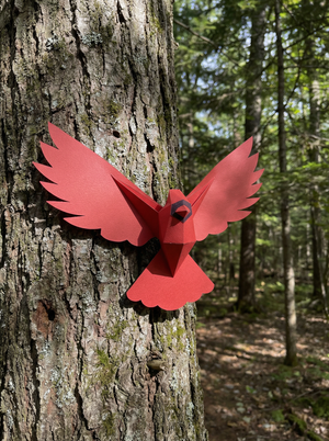 Birds