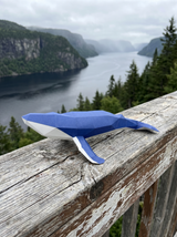 Baleine à bosse